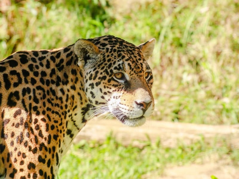 Onça-pintada em pé, destacada pela luz do sol, com olhar atento, em um cenário de vegetação ao fundo.